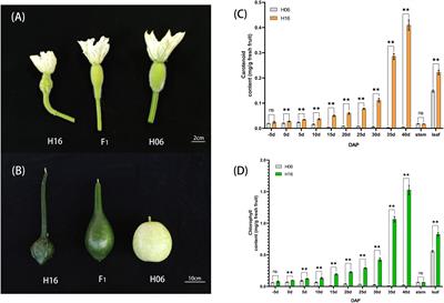 Forward genetic studies reveal LsAPRR2 as a key gene in regulating the green color of pericarp in bottle gourd (Lagenaria siceraria)